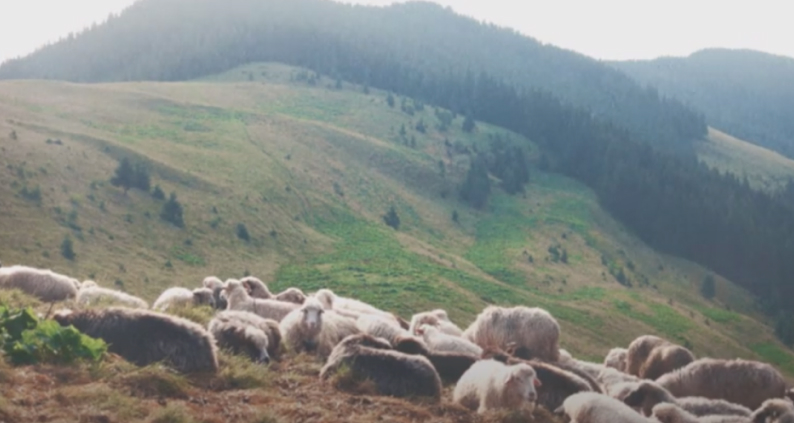 herd of sheep